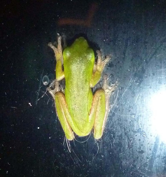 dwarf green tree frog