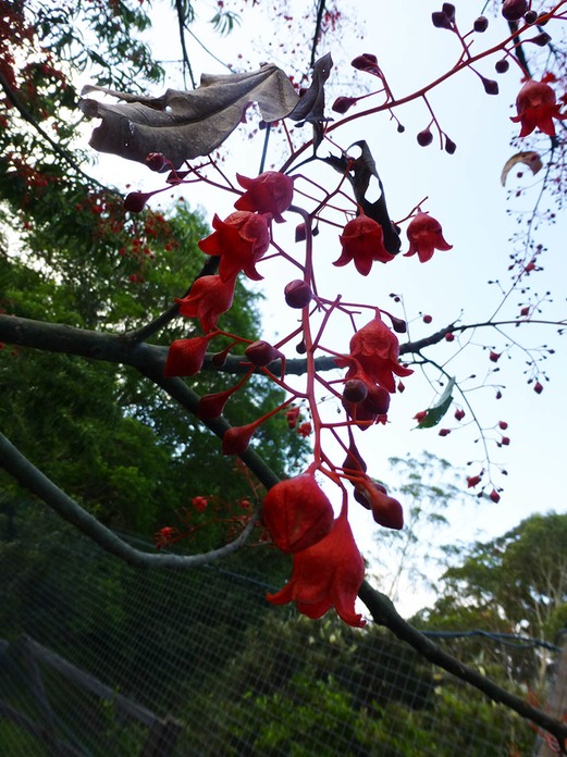 Flame Tree Flower