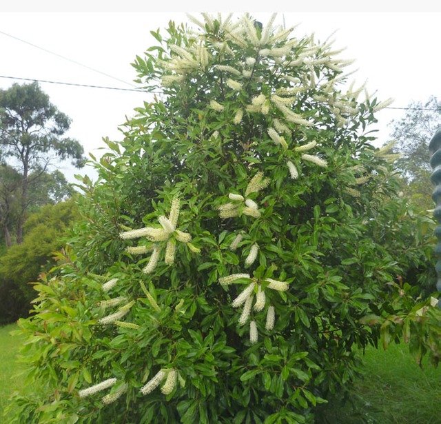 Ivory Curl Tree2