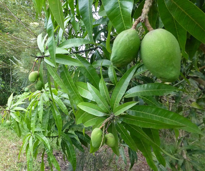 Mangoes copy