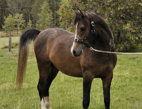 Rollo looking around 2yrs old