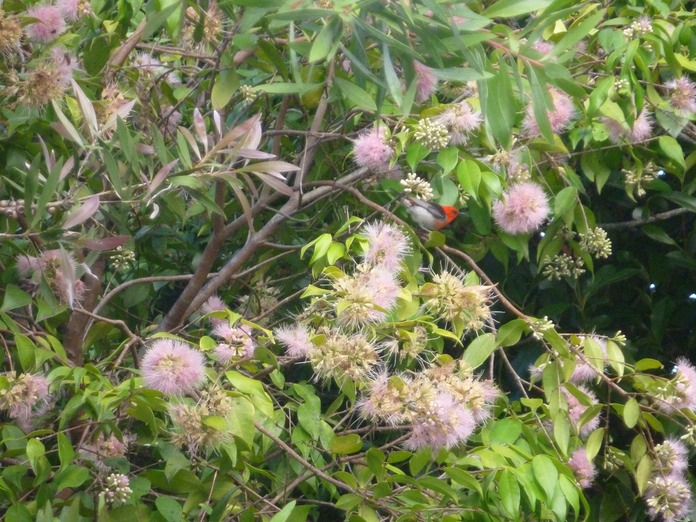 Scarlet Honeyeater