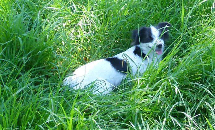 Scrappy in grass
