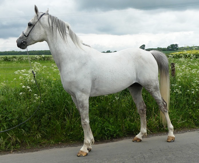 Silver Zenif Nearside small