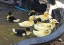 ducklings swimming
