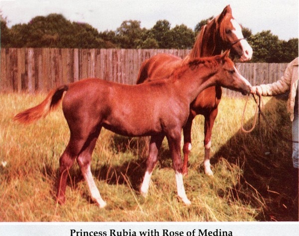 princess-rubia-with-rose-of_med-2