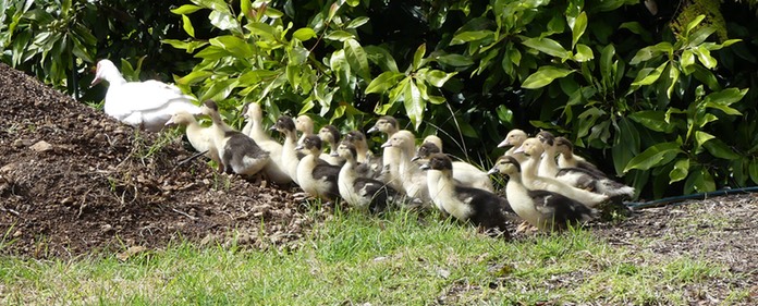 tribe of ducklings